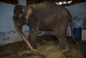  Crowdfunding To Help Rescued Elephant Lakshmi Reach Her Forever Home