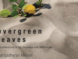 Through my book, Evergreen Leaves - experience the years of my travelling in the wild.