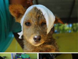 I am fundraising to animal Rescue(love them like you love your family)
