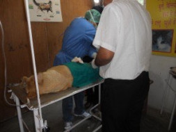 Sterilisation and vaccination of stray dogs in Kumaon, Uttarakhand