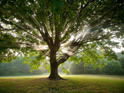 Fundraising to make a green mapping and planting trees