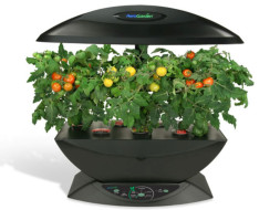 I am pledging my birthday to indoor Tomato growing