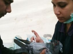 I am fundraising to save injured birds in Jaipur during Kite Flying Festival in January every year, by providing them with treatment and medication