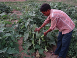 I am fundraising to help Rami Setty, a tribal organic farmer in his effort to end malnutrition in Bhadrachalam tribal area