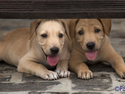 "Save A Shelter Today"-
I am fundraising to save Friendicoes from being shut down