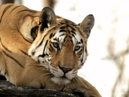 Save India's Wildlife!