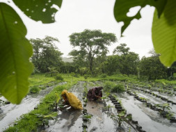 Help enhance the incomes of farmers