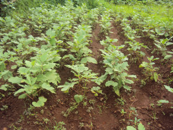 I am fundraising to sustained Livelihood for Farmers