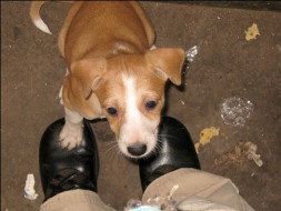 I am fundraising to - We care for your fur, Puppy!