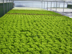 I am fundraising to develop Sustainable agricultural technologies