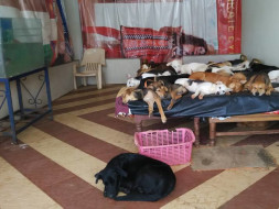 Supporting the welfare of 47 rescued dogs