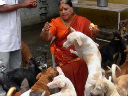 Support an old couple with their animal shelter