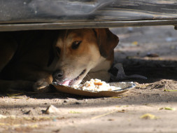 #BeBoldForChange. Help this senior citizen feed 550+ stray dogs daily