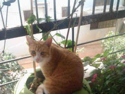 Help Start Bangalore's First Cat-Only Shelter