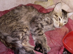 Help Kaddu Undergo Medical Tests And Get Back To Life