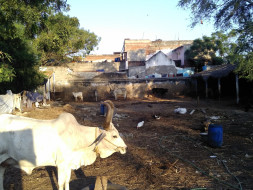 Help Build A Shelter For Temple Cows Rescued From Slaughter