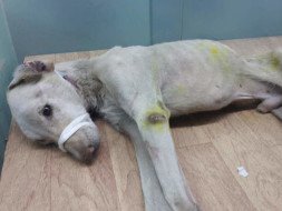 This Dog Was Hit and Run and Is In Need Of Support For Treatment.