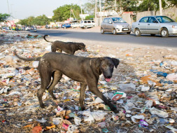 Help Preparing Home for Speechless Stray Animals