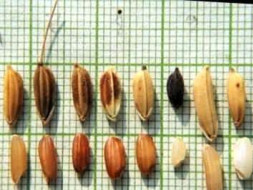 Save traditional rice