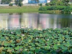 Bengaluru Marathon: Lake Restoration, Uttarahalli