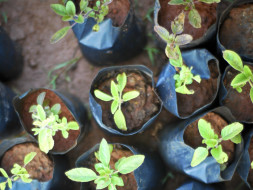 Bengaluru Marathon: Spread Greenery at Schools, Kanakapura