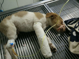 Help Timon the Superman get back on his feet