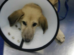 Help Ena, a dog beaten & thrown away with a broken leg