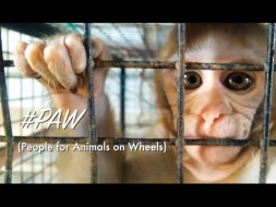 #PAW (People for Animals on Wheels)