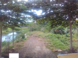 Planting Trees in Semi Urban Area