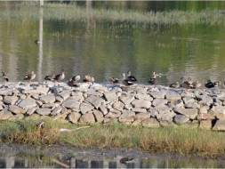 Peace Ride: Kaikondranahalli Lake Restoration, Sarjapur