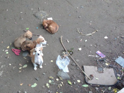 Neuter & Vaccinate Stray Dogs - Prevent Attacks on Kids