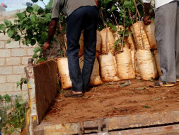 Help us plant 10 lakh trees around Bangalore