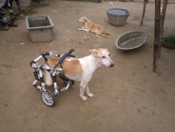 Help Paralyzed Dogs Walk Again