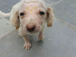 Help PFA save more animals!