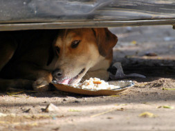 Need your support to feed stray dogs in my locality