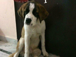 Save an injured St. Bernard with multiple injuries