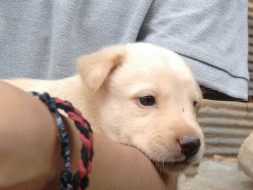 Help Me Save The Puppies