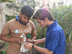 Thousands of Birds Die From Kite Flying. Save the Birds This Sankranti