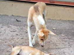 Help Speechless Animals