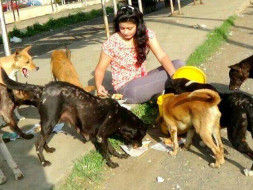 Help Us Treatment, Feeding And Care Of Stray Animals In Bhopal