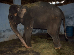 Help Rescued Elephant Lakshmi Reach Her Forever Home