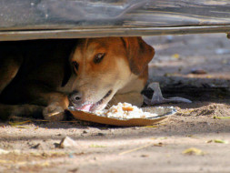 Feed 100 stray dogs in Indiranagar, Bangalore