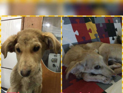 Help Candyman Take Care Of 30 Dogs