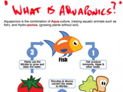Aquaponics - new way of organic agriculture to relieve farm stress