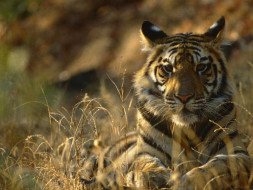 Join the Tiger Brigade