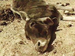 Help Abhinav Save Cows Being Starved in Bundelkhand, India