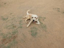 Support WalkofLife: Rehabilitation Program For Angel and Princess