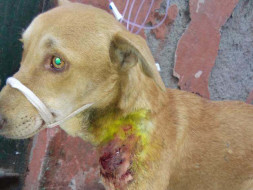 Your help needed for treatment of stray dog with critical condition