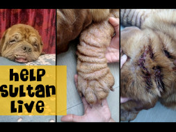 Help Sultan fight against his deadly infection ! #GetwellSoonSultan