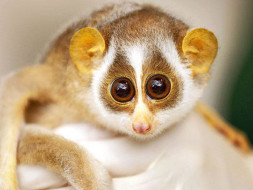 Help Conserve The Endangered Loris